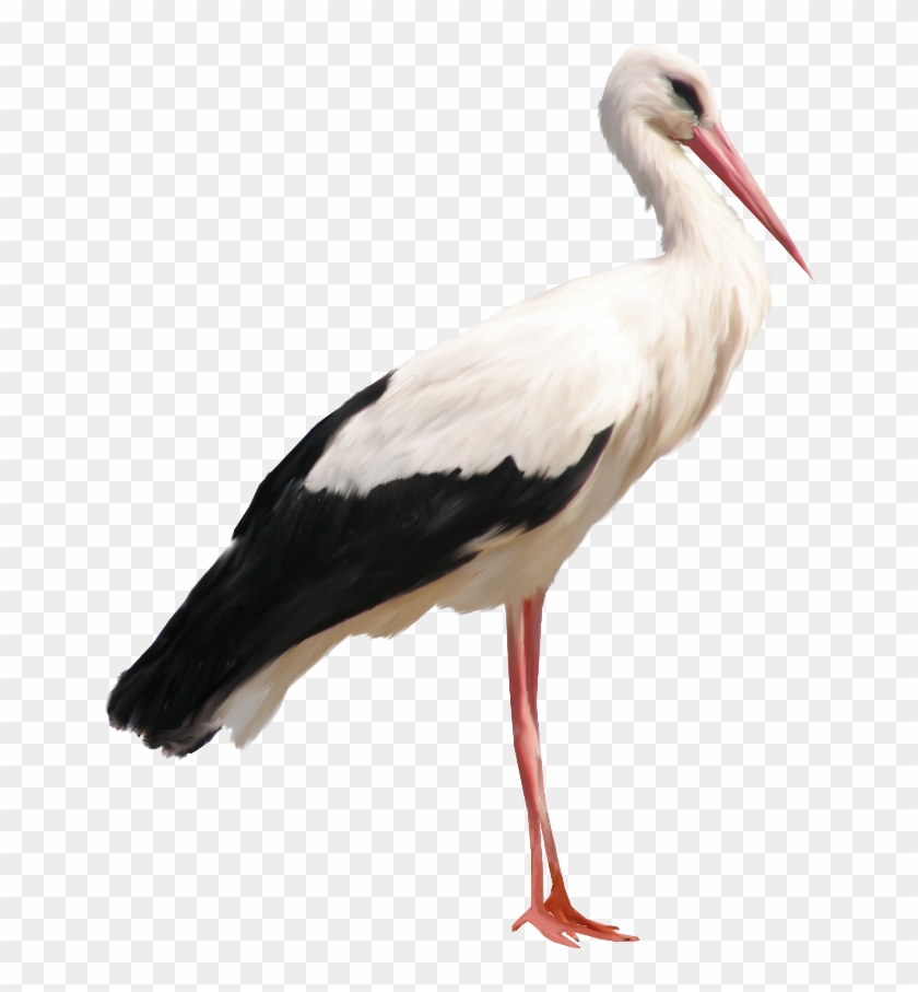 Похожее Изображение - Stork Png #682043