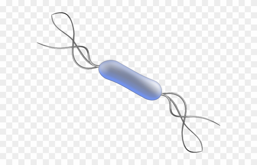 Bacteria Clip Art At Clker - Bacteria Png #683578