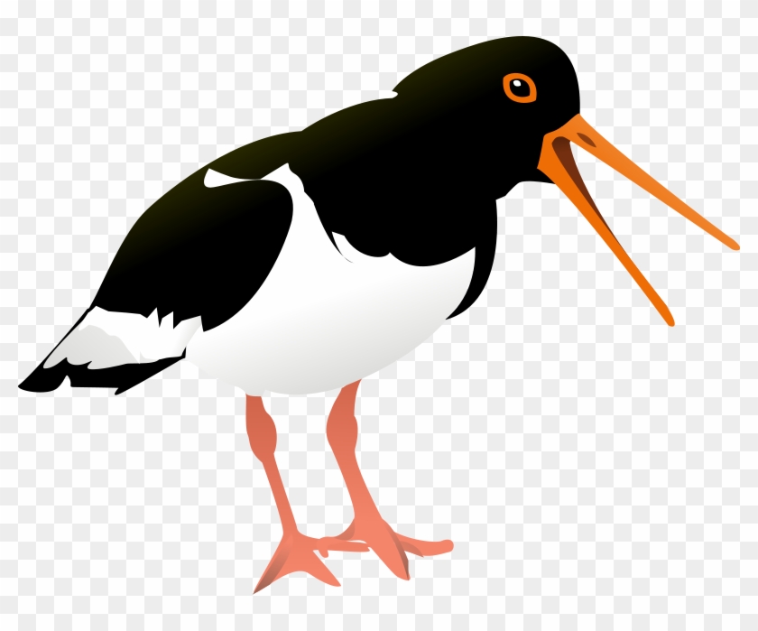 Oyster Clip Art Download - Oyster Catcher Bird Pillow Case #683847