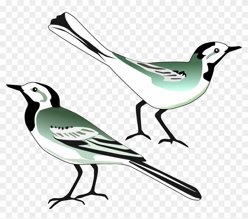 Free White Wagtail Free Pelican - Deux Pigeons Dessin Png #684263