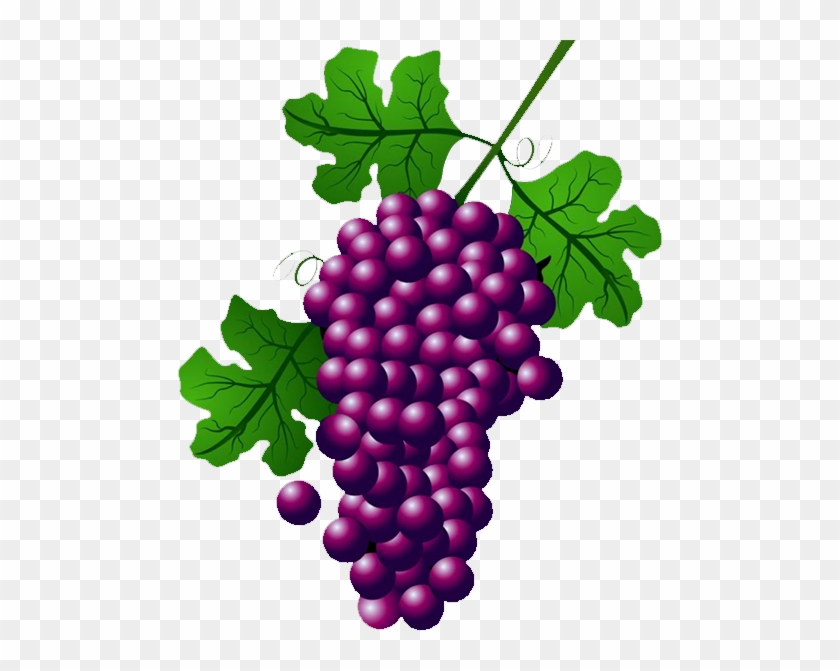 Wine Common Grape Vine Concord Grape Clip Art - Wine Common Grape Vine Concord Grape Clip Art #684491