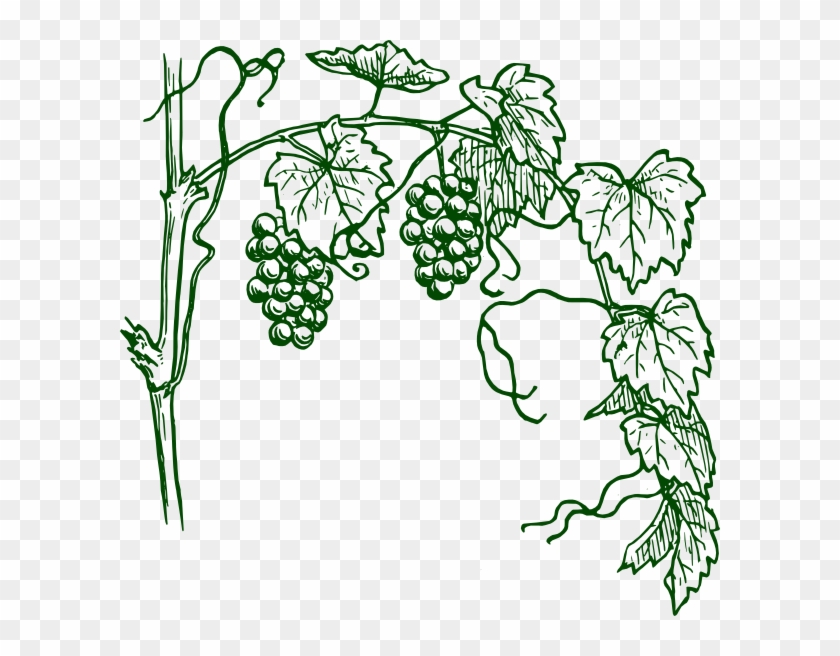 Green Grapevine Clip Art At Clker - Draw A Grape Vine #684497