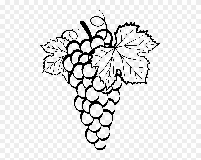 Common Grape Vine Drawing Clip Art - Grapes Vector #684595