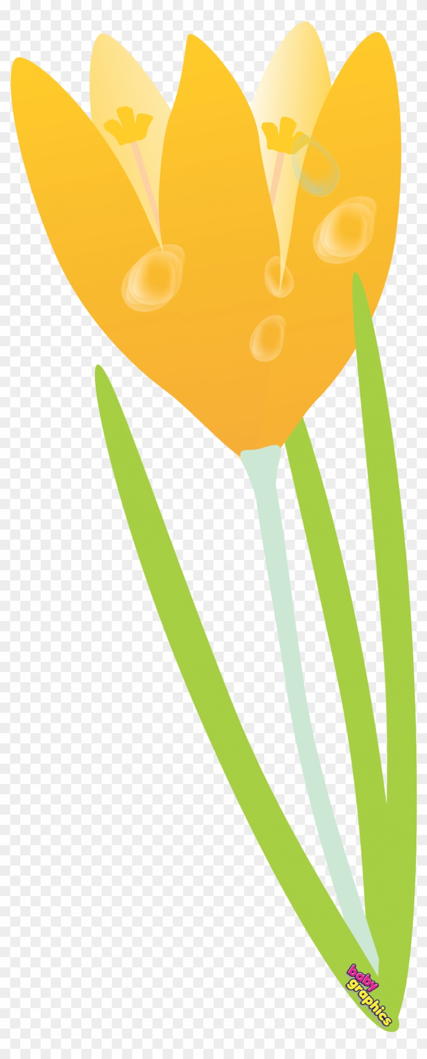 Yellow Crocus Baby Graphics - Graphics #684917