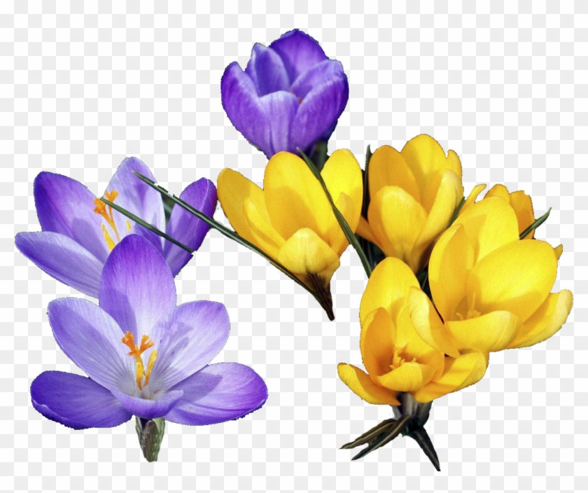 Flower Crocus Clip Art - Flower Crocus Clip Art #685234