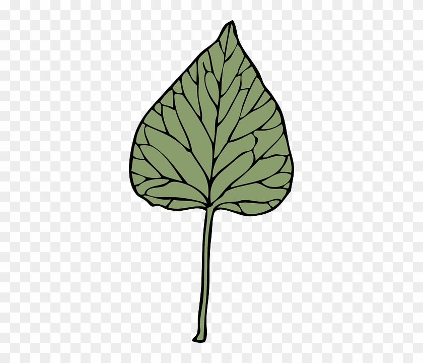 Leaf, Tree, Plant, Ivy, Drug, Herb - Clip Art #685410.