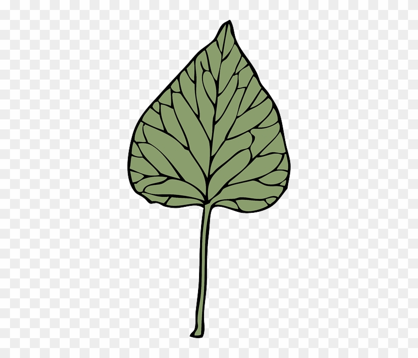 Leaf, Tree, Plant, Ivy, Drug, Herb - Clip Art #685410