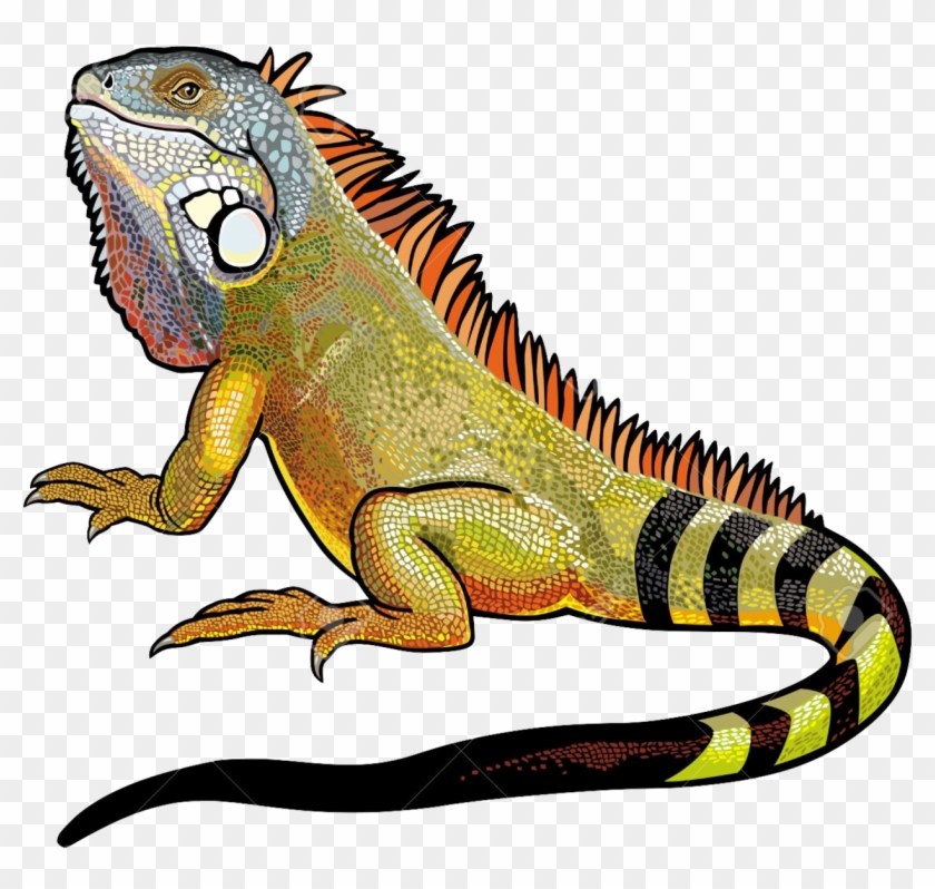 Iguana Png File - Green Iguana #687103