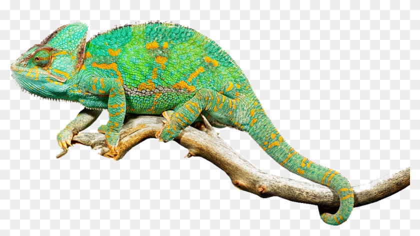 Reptile Lizard Chameleons Common Iguanas Clip Art - Хамелеон Пнг #687125