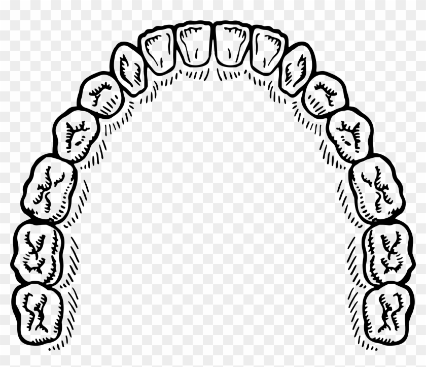 Teeth Png - Teeth Vector Free #687139