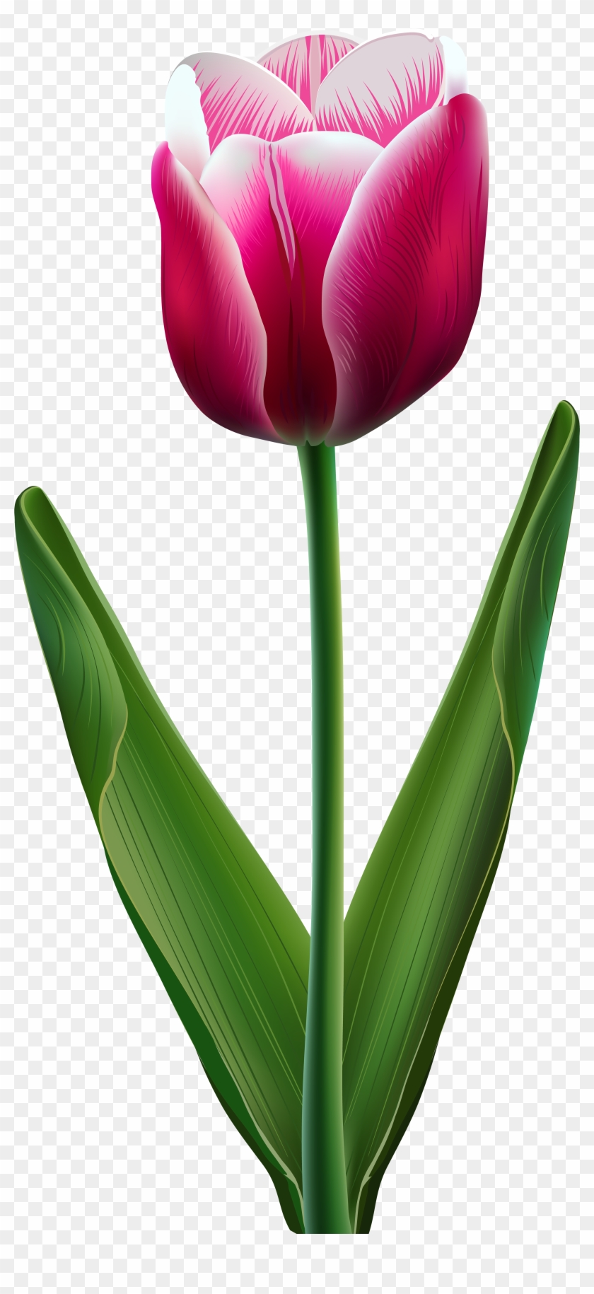 Sprenger's Tulip #689751