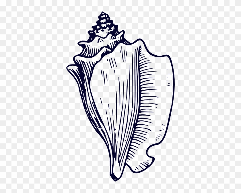 Conch Shell Clip Art #689951
