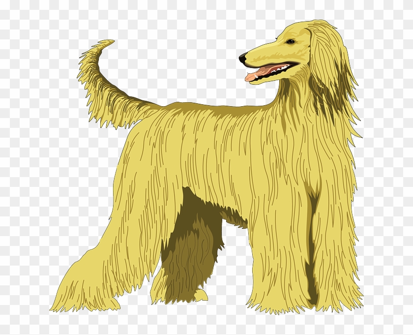 Clipart Dog Fur Pet Animal Pencil And In Color - Afghan Hound Wall Calendar #690859