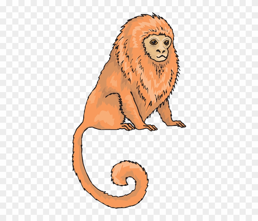 Sitting, Animal, Tail, Fur, Marmoset - Golden Lion Tamarin Clipart #690874