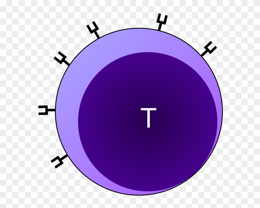 T Cell Clip Art - Helper T Cell Clipart #691040