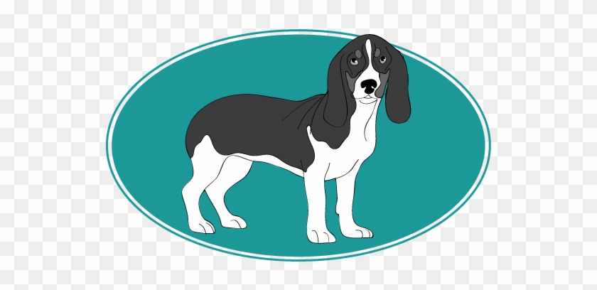 Chien Courant Bernois - Companion Dog #691842