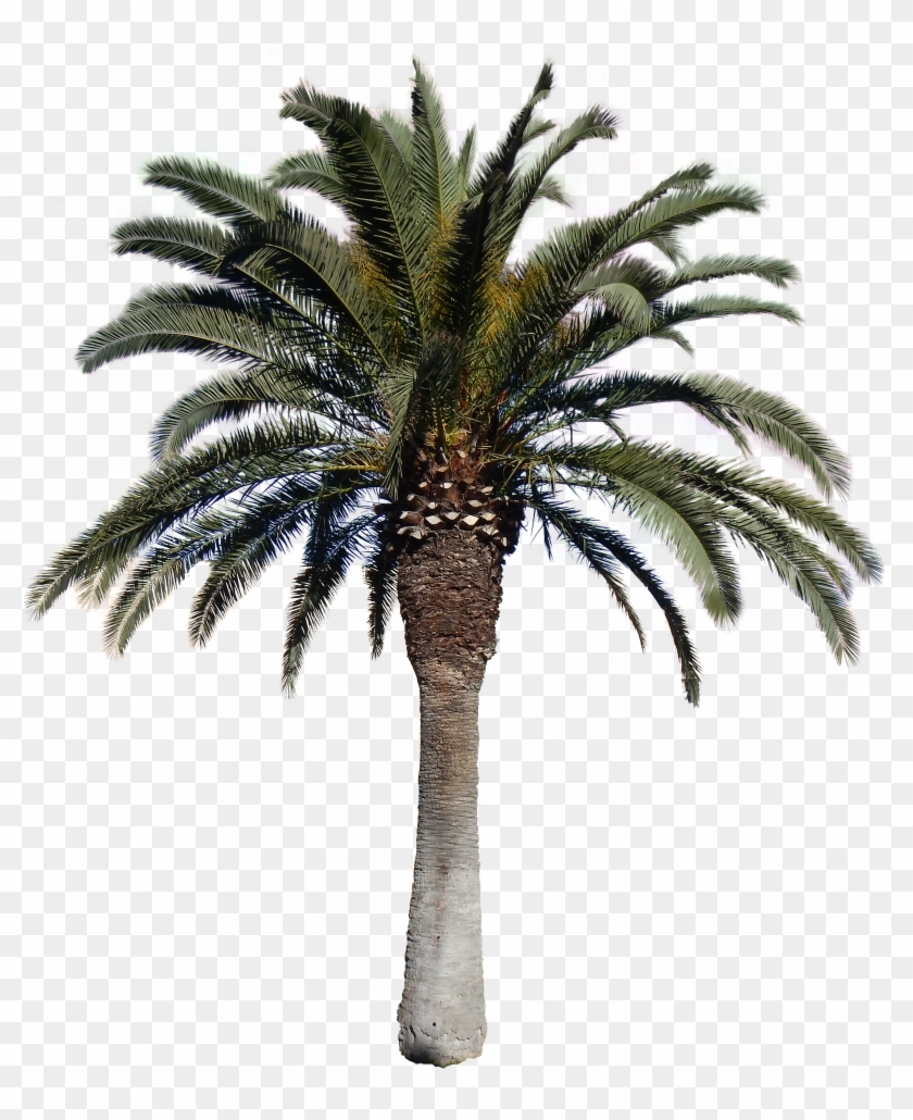 Free Icons Png - Palm Tree Png Hd #692940