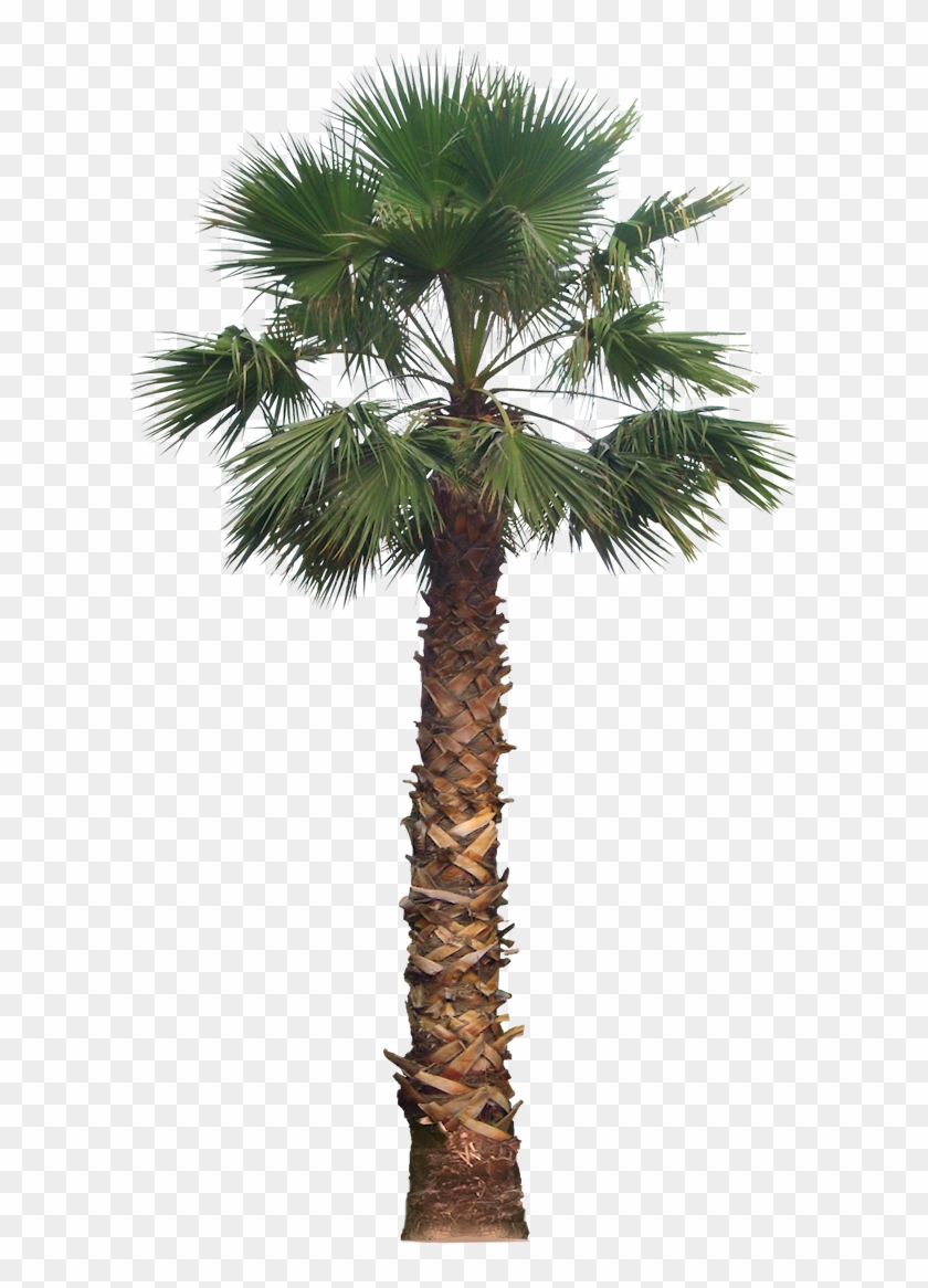 Palm Png Transparent Image - Date Palm Tree #692949
