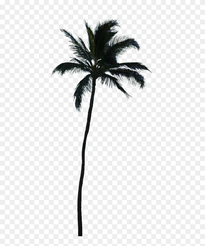 Photo Palmtree Png - Palm Tree Silhouette Transparent #692953
