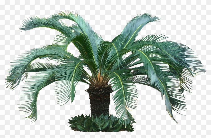 A Collection Of Tropical Plant Images With Transparent - Png Tropical Trees #692956