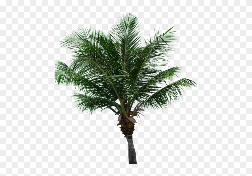 Palm Tree Transparent Background - Palm #692960