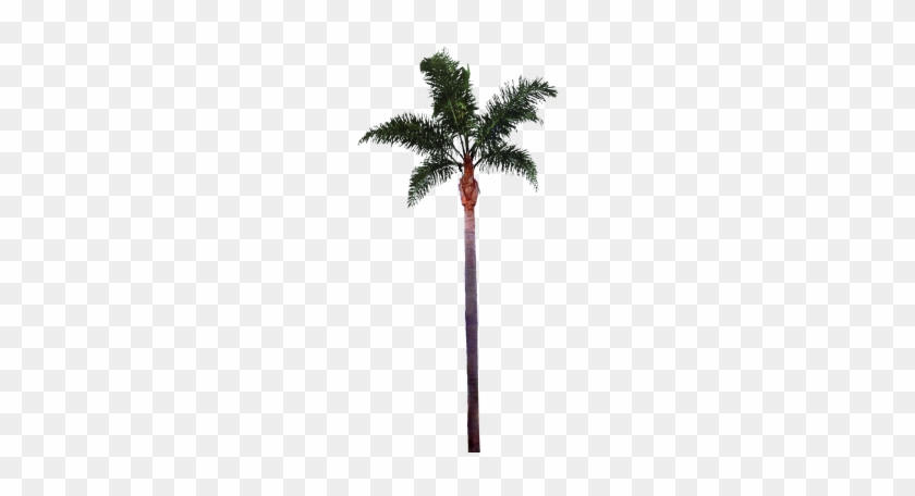 Palm Tree Png File - Palm Tree Png Free Download #692962