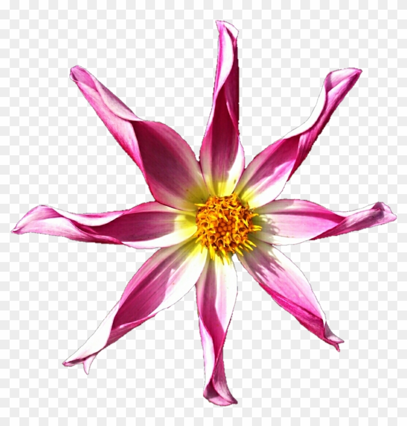 Pink Pinwheel Dahlia By Jeanicebartzen27 Pink Pinwheel - Lily #693452