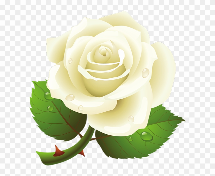White Rose Clipart Vector - White Roses Clipart Transparent - Free Transparent PNG Clipart Images Download White Rose Clipart Vector - White Roses Clipart Transparent - Free Transparent PNG Clipart Images Download