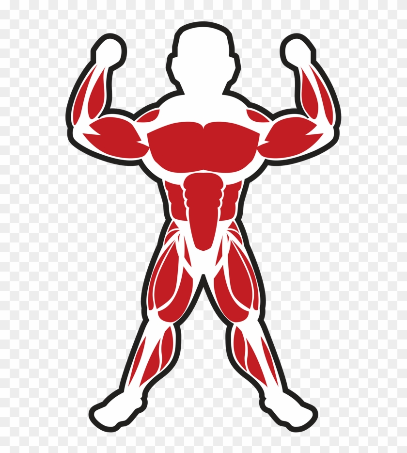 Skeletal Muscle Bodybuilding Adipose Tissue - Skeletal Muscle Bodybuilding Adipose Tissue #695050
