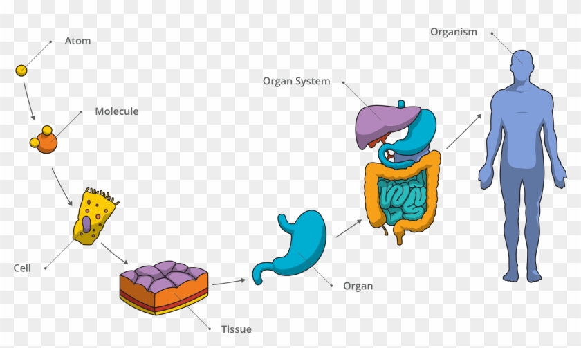 Levels Of Structural Organization Of The Human Body - Organization #695081