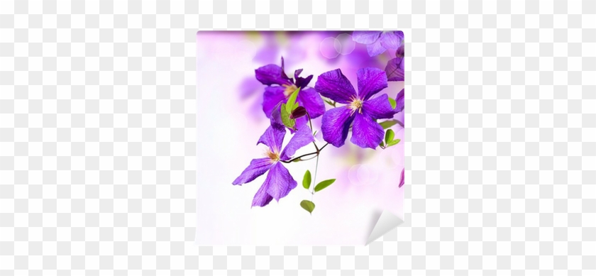 Violet Clematis Flowers Art Border Design Wall Mural - Beautiful Miss Brooke [book] #695655