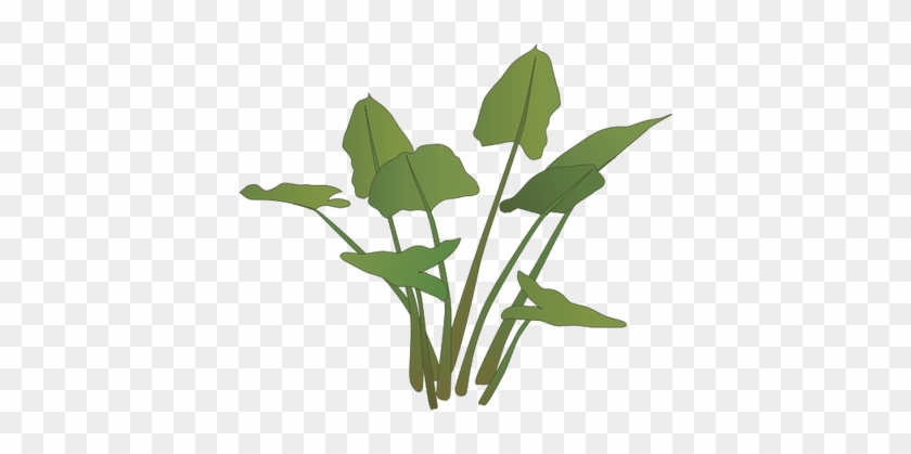 Ian Symbol Peltandra Virginica - Marsh Plant Png #695916