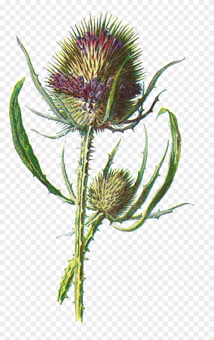 Free Digital Flower Clip Art - Teasel Clipart #695998