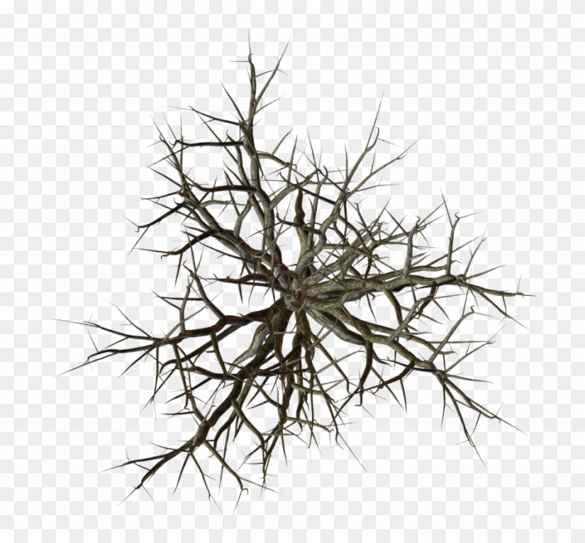 Branches Top View Png #696341