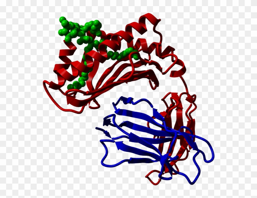 Cd1d, Cd1d, Side View - Cd1d, Cd1d, Side View #696356