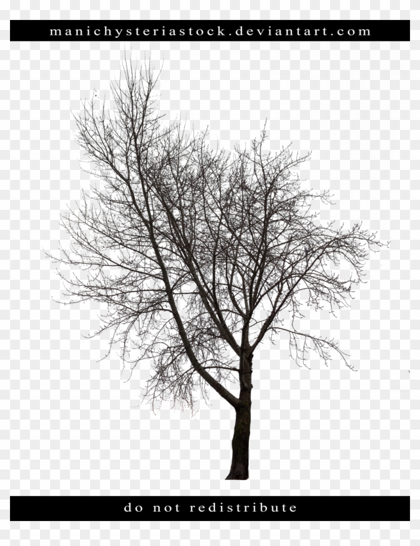 Manichysteriastock Bare Tree Cut Out 2 By Manichysteriastock - Bare Tree Cut Out #696417
