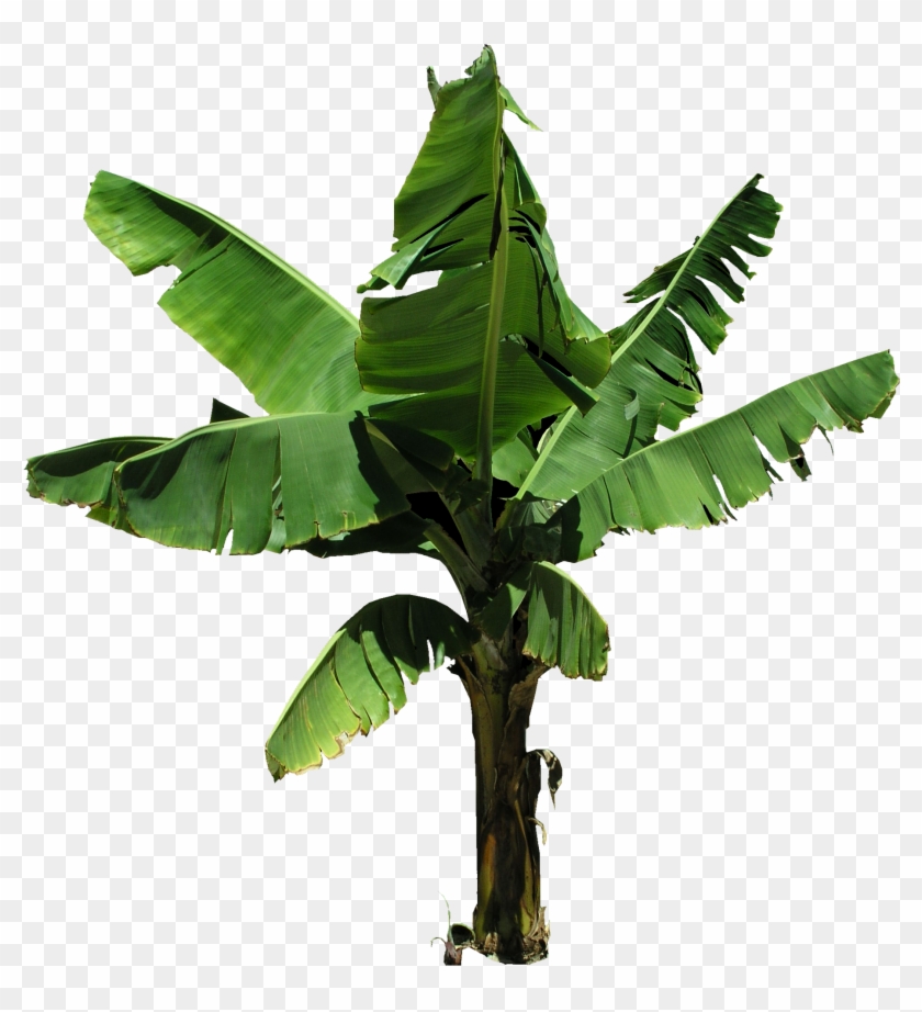 Palm Tree Free Clipart - Banama Tree Png File #696900