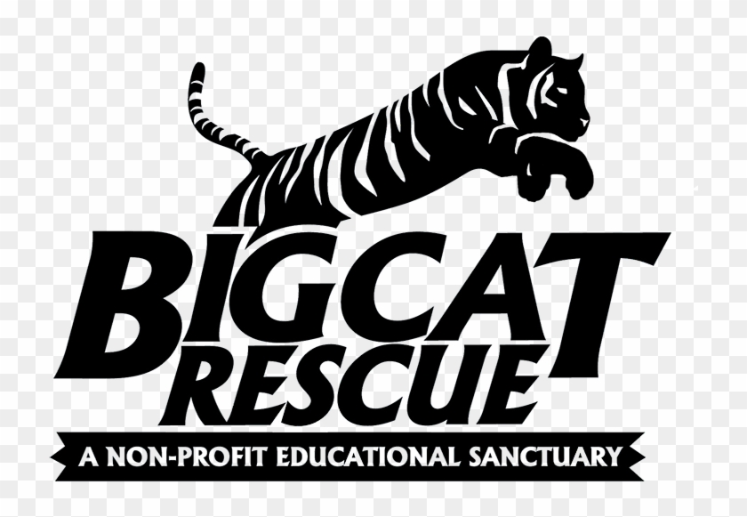 Big Cat Rescue Is Caring For Big Cats And Ending The - Big Cat Rescue Tampa #696944