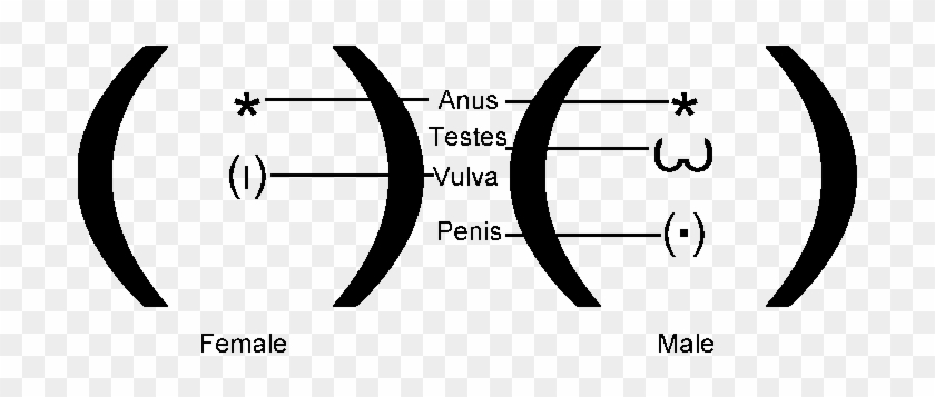 Kitten Sexing Guide - Tell The Gender Of A 4 Week Old Kitten #697027