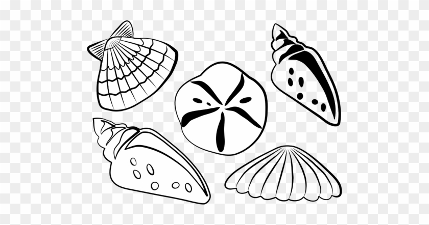 Illustrazione Di Vettore Di Conchiglie Di Mare - Sea Shell Drawings Png #697360