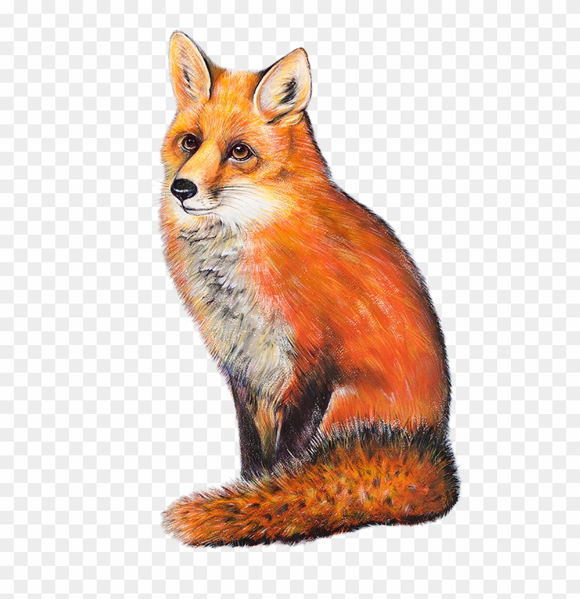 Red Fox Cottage - R3d Fox #697484