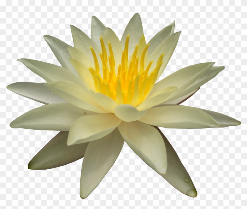 Water Lily Png Picture - White Water Lily Png #698470