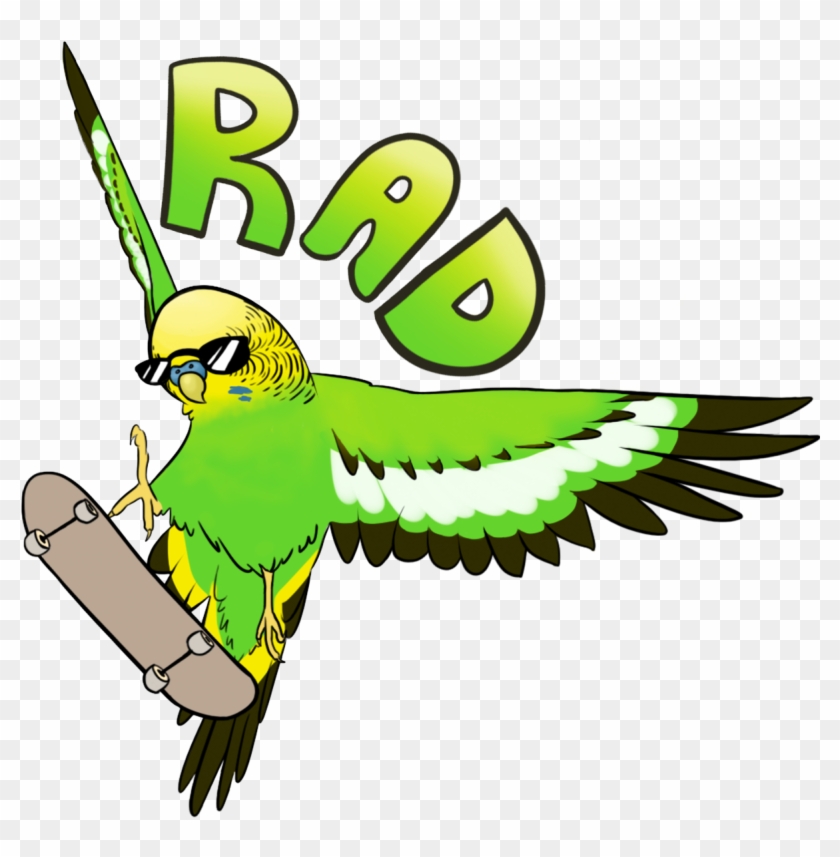 I Have A New Skatebirder Up On Redbubble - Rad Budgie #699255