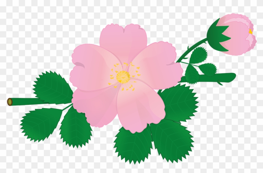 Rose Flower Briar Pink Flowers Png Image - Urine #699634