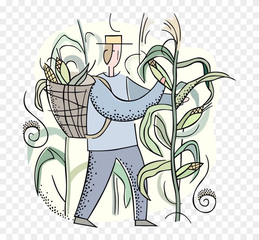 Vector Illustration Of Farmer Harvests Corn Husk Crop - Cartoon #699676