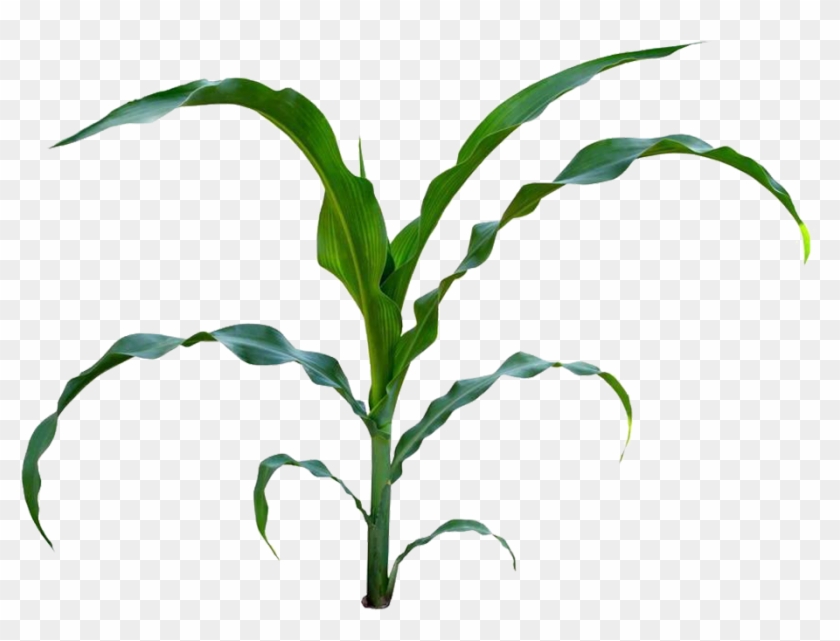 Sweet Corn Baby Corn Maize Plant Stem Clip Art - Sweet Corn Baby Corn Maize Plant Stem Clip Art #699704