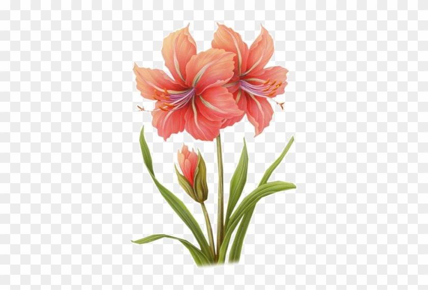 Fleurs - Page - Orange Amaryllis Watercolor #699833