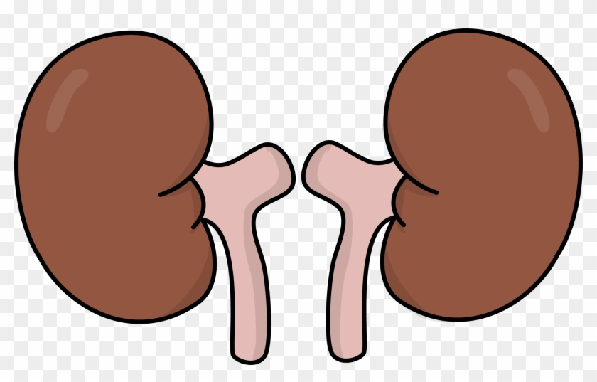 World Kidney Day Clip Art - Clip Art Kidney #700127