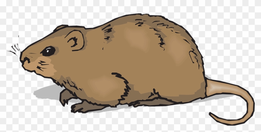 Gopher Cliparts 13, Buy Clip Art - Hamster Clipart #700128