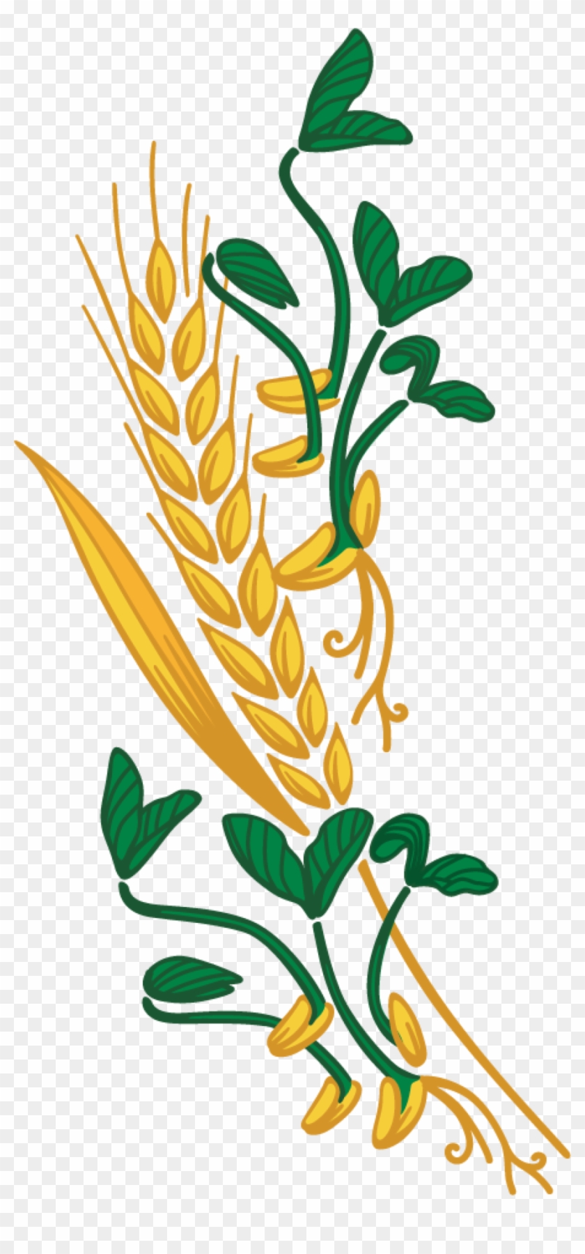 Sprouted Grains Clipart Clipground - Harvest #700172
